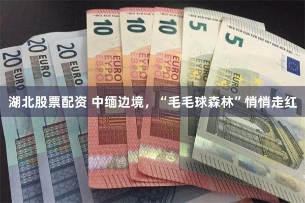 湖北股票配资 中缅边境，“毛毛球森林”悄悄走红